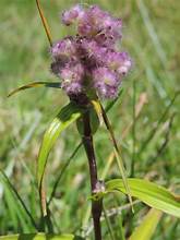 Floscopa glomerata